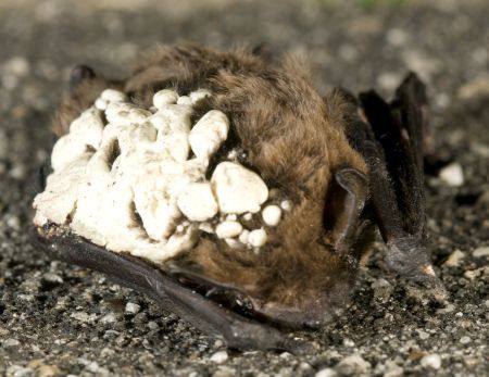 bosvleermuis met isolatieschuim. Fotograaf: René Janssen.