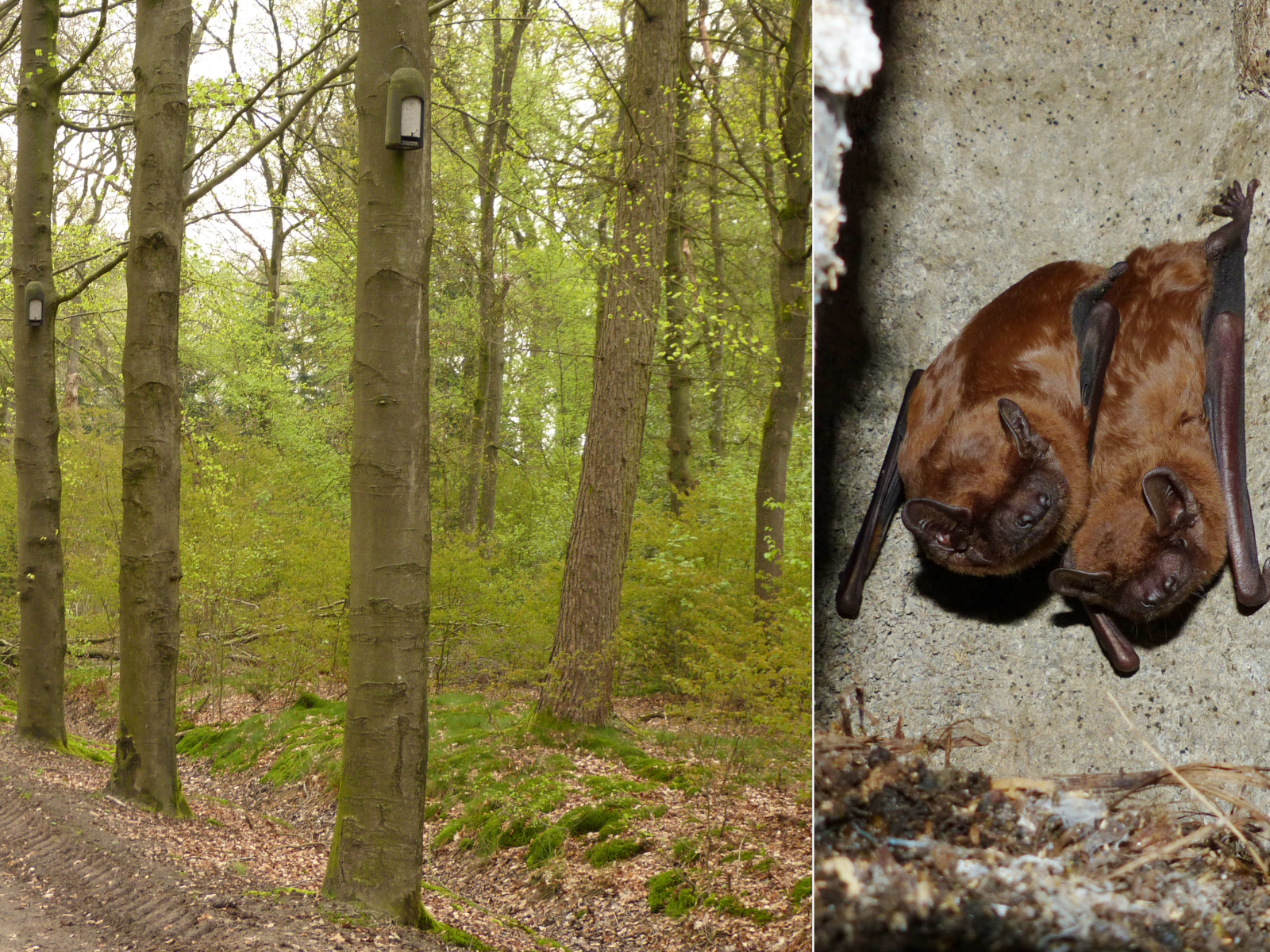 kastenaanbomen klein