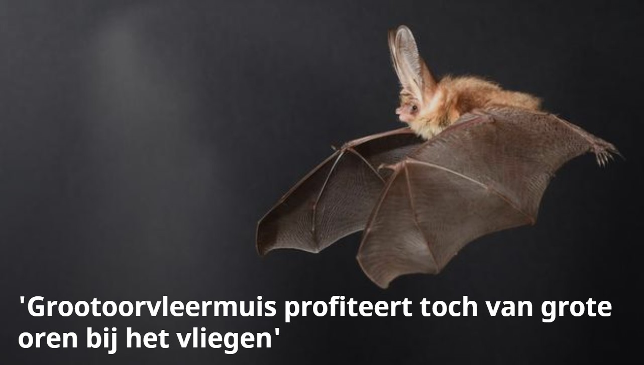 grootoorvleermuis profiteert toch van grote oren bij het vliegen. Fotograaf: Anders Hedenström