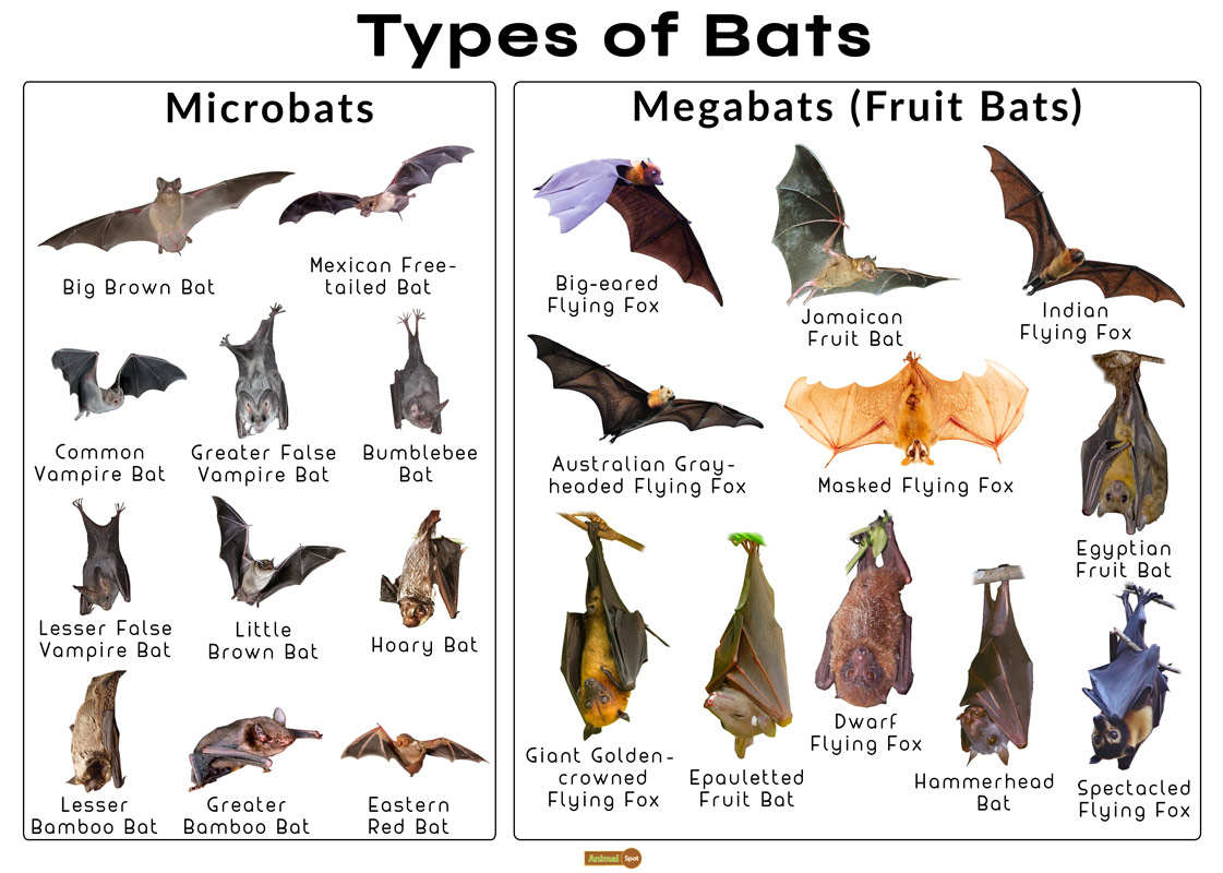 bats2