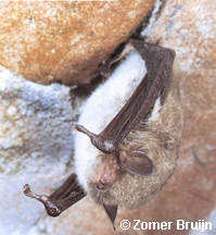 Watervleermuis in winterslaap